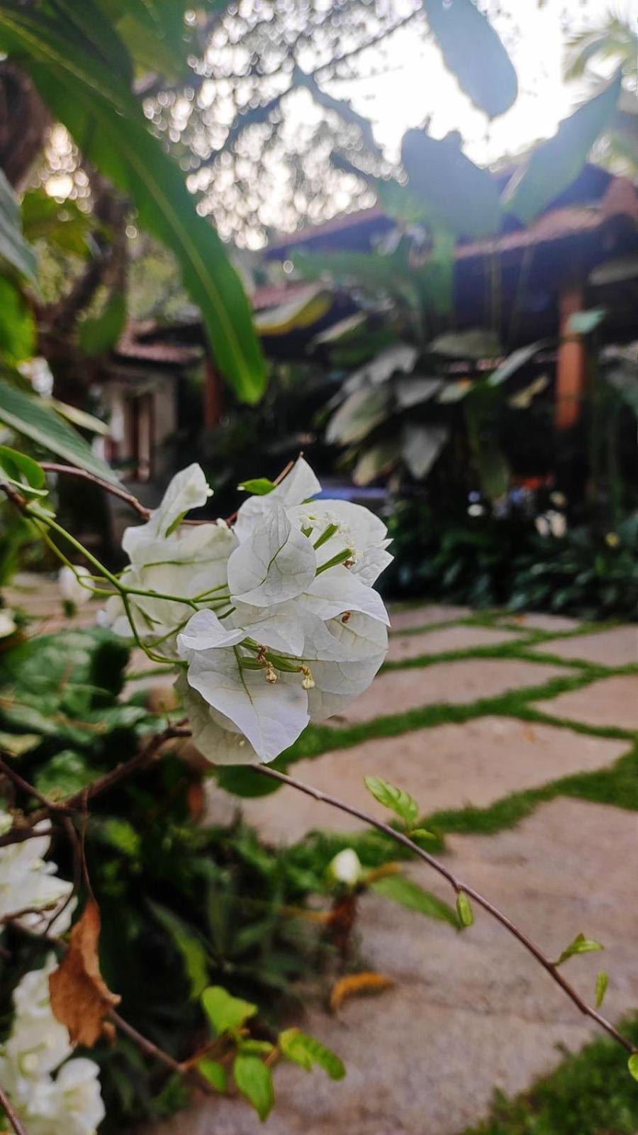 The Postcard Saligao Hotel Calangute Exterior photo